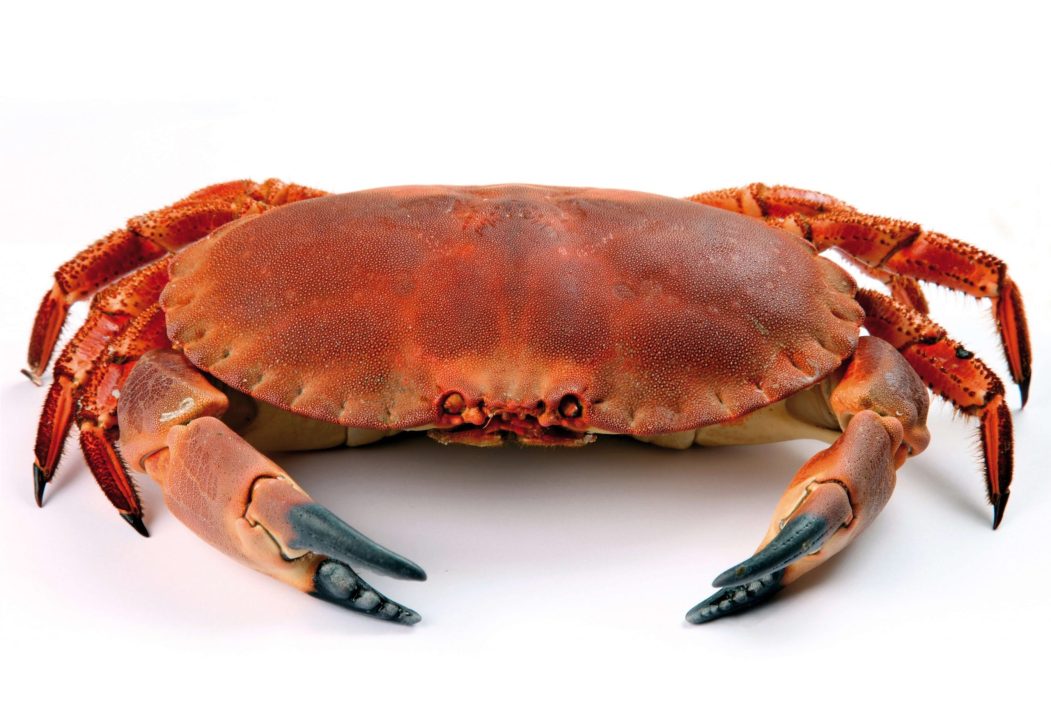 Crab 5