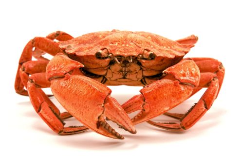 Crab Background image