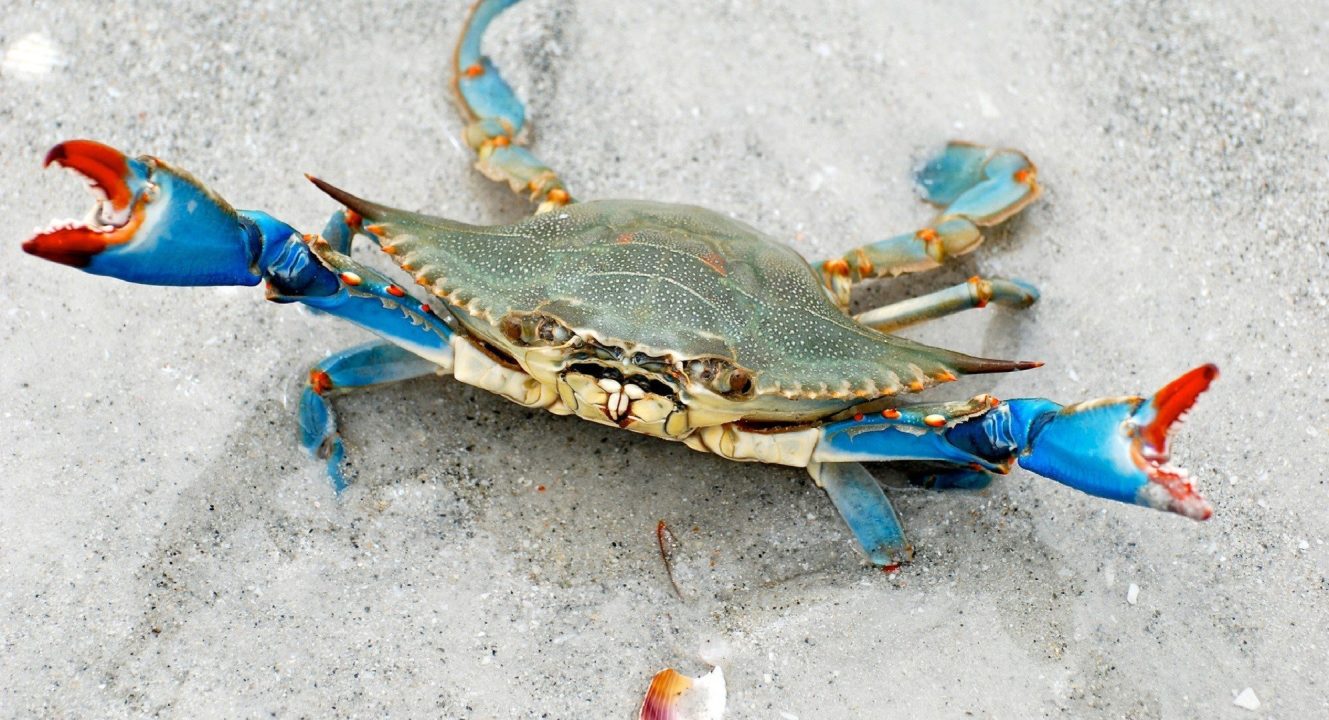 Crab Computer Wallpapers