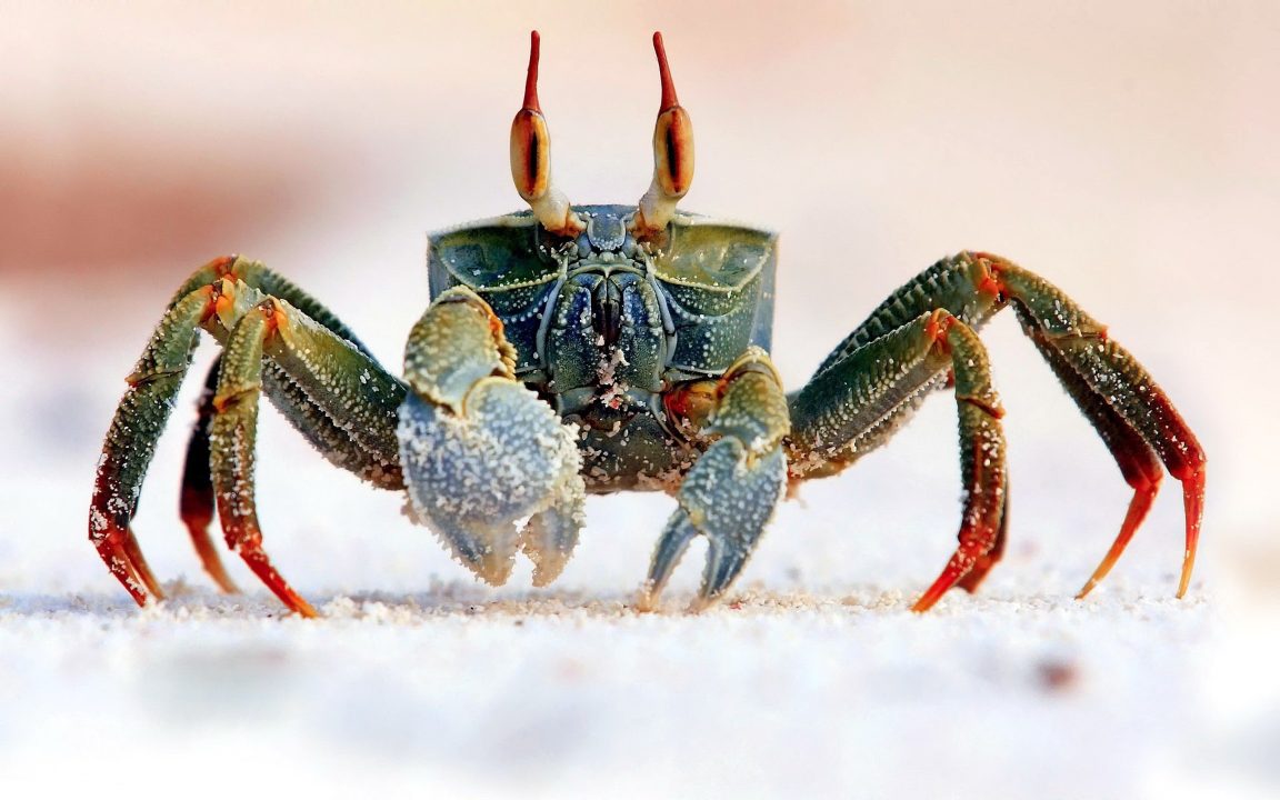 Crab Laptop Wallpapers