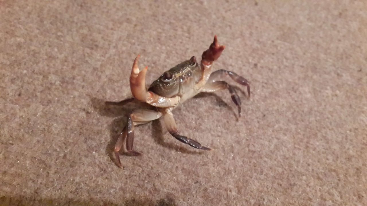 Crab Photos