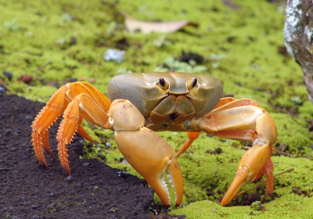 Crab Pictures