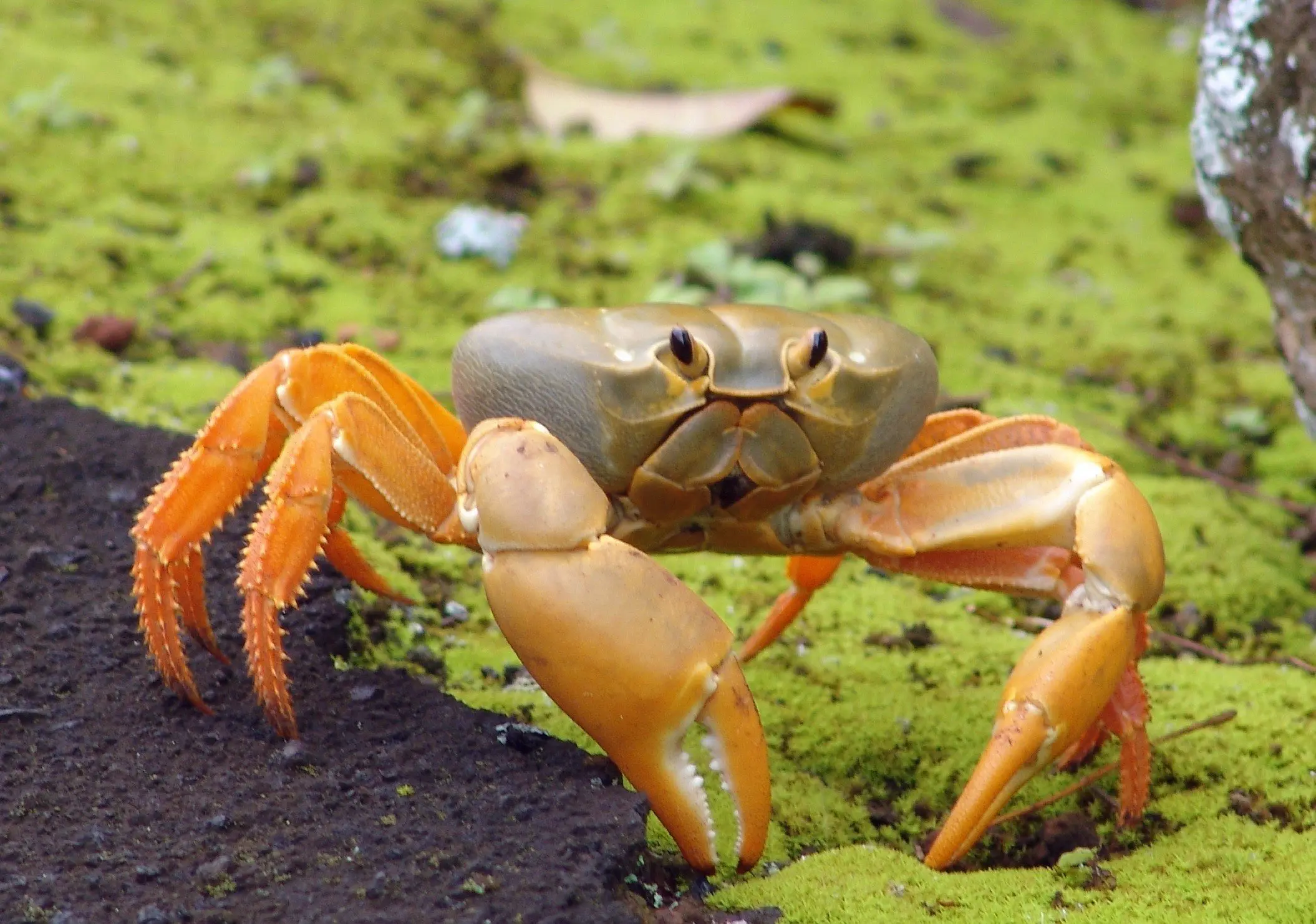 Crab Pictures | WallPics