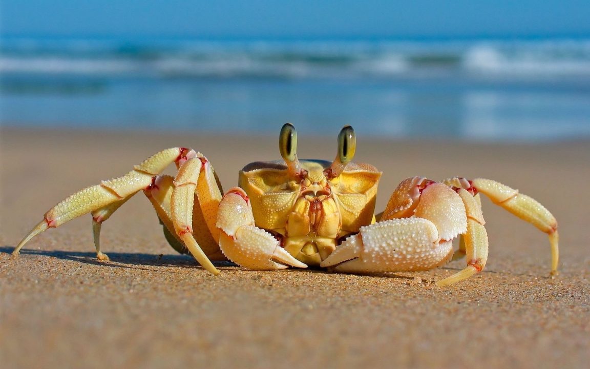 Crab Wallpapers 2