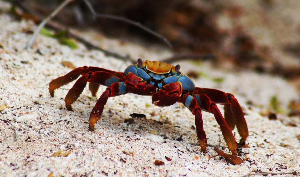 Crab Wallpapers 3