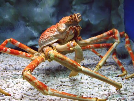 Crab images