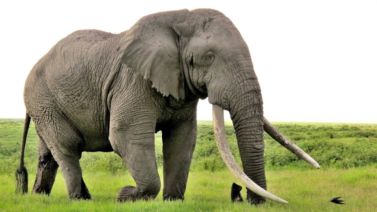 Elephant