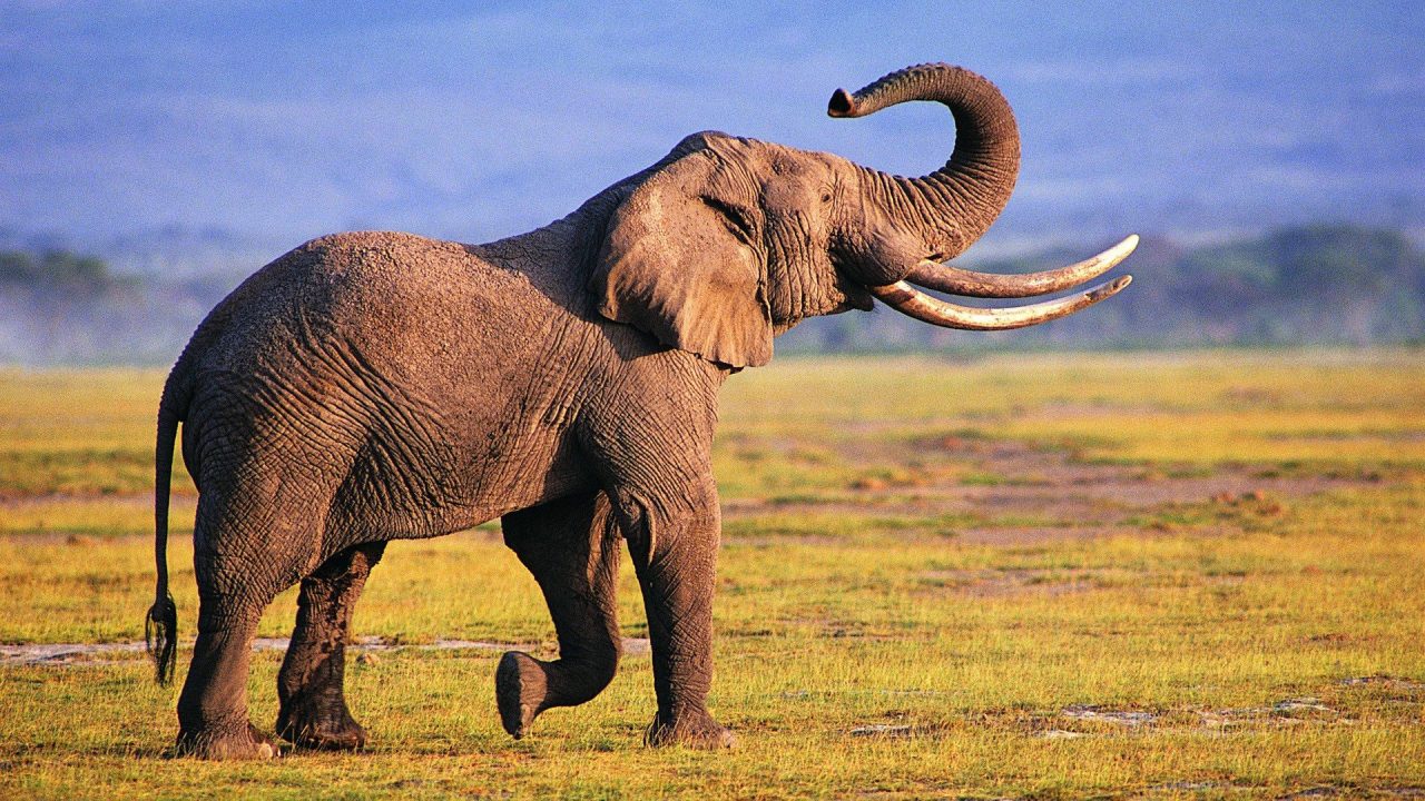 Elephant Desktop