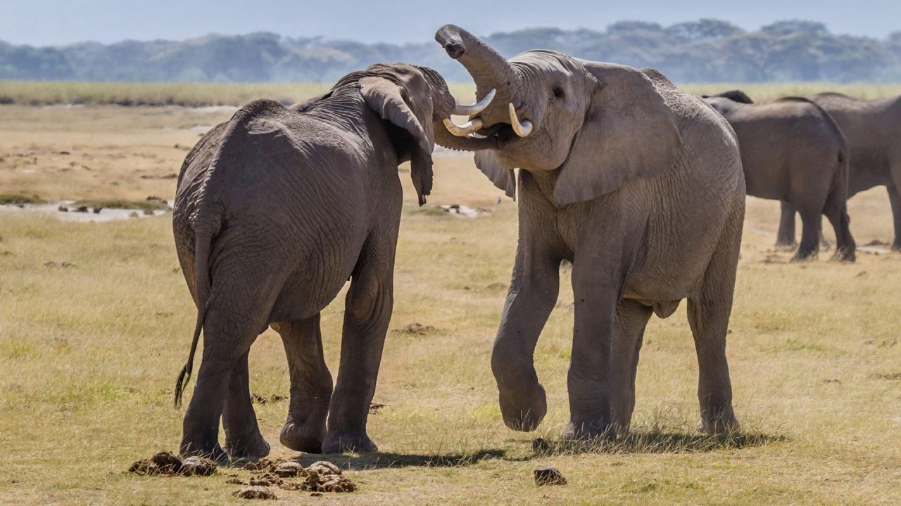 Elephant Photos