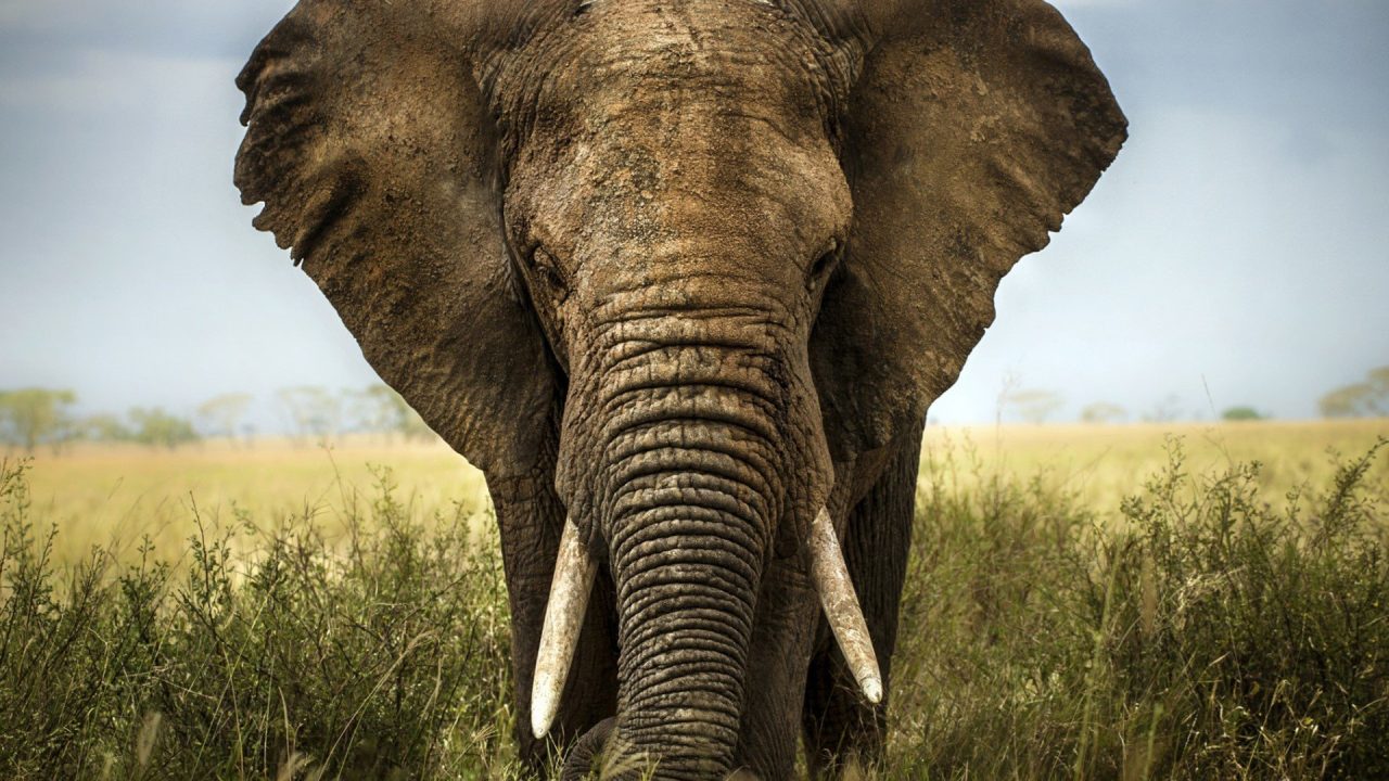 Elephant Wallpapers for PC