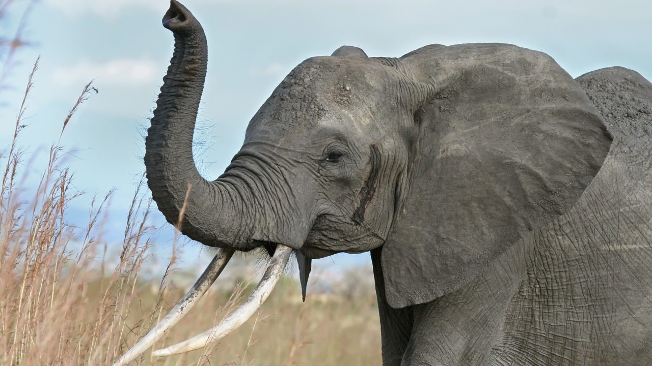 Elephant images