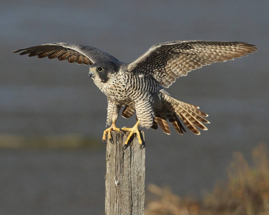 Falcon 4
