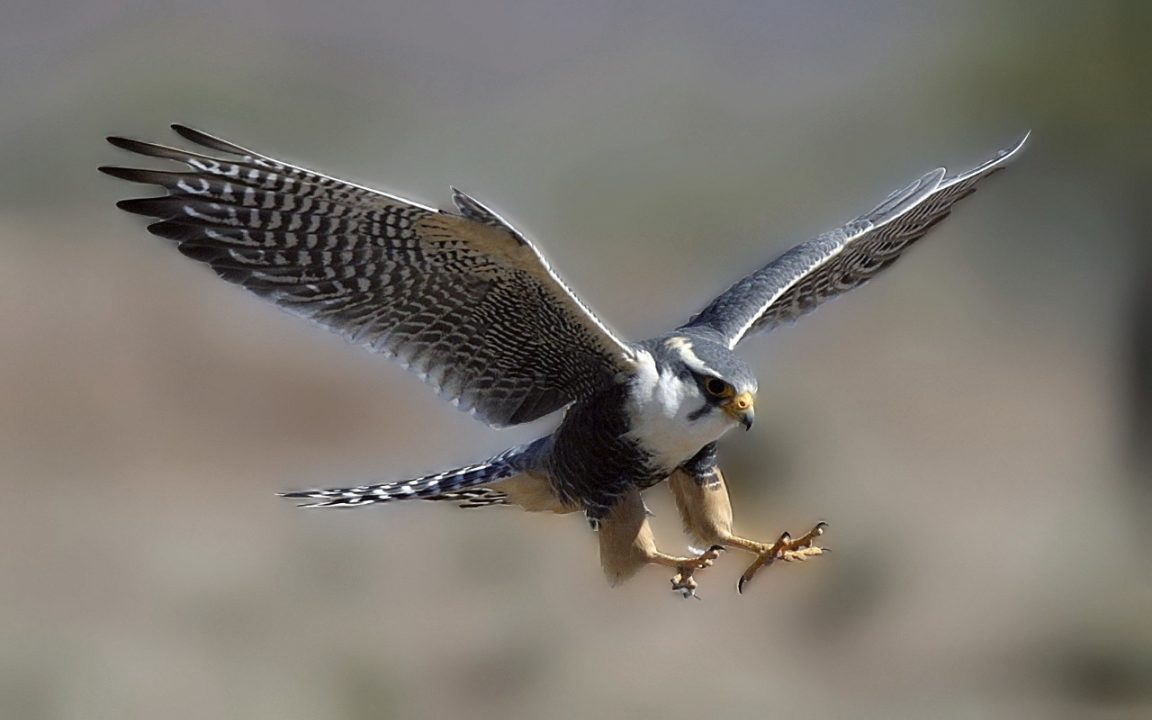 Falcon Background