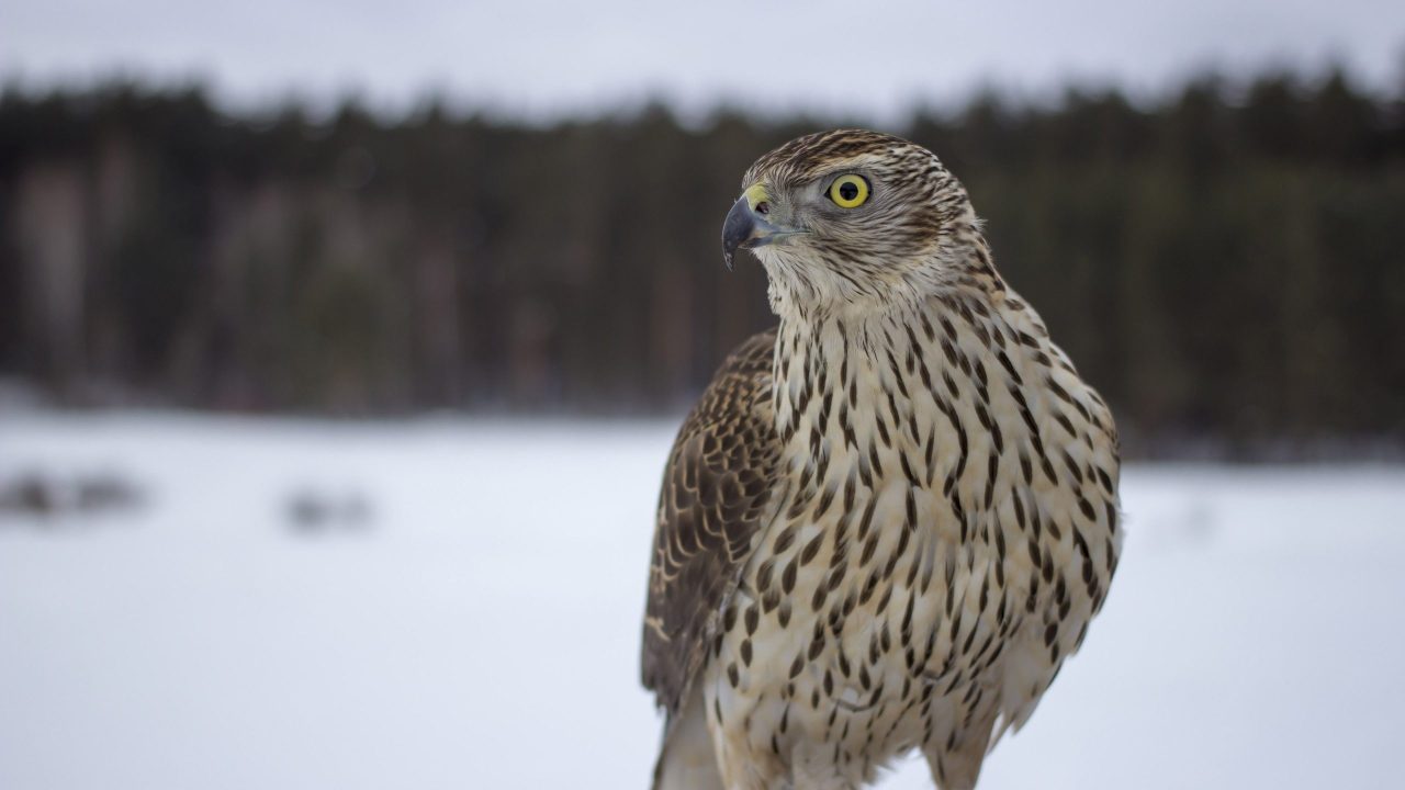 Falcon Photos