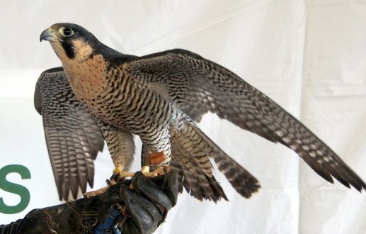 Falcon Pics