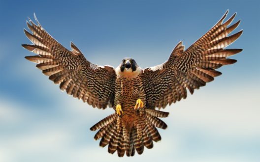 Falcon Wallpapers