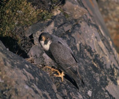 Falcon images