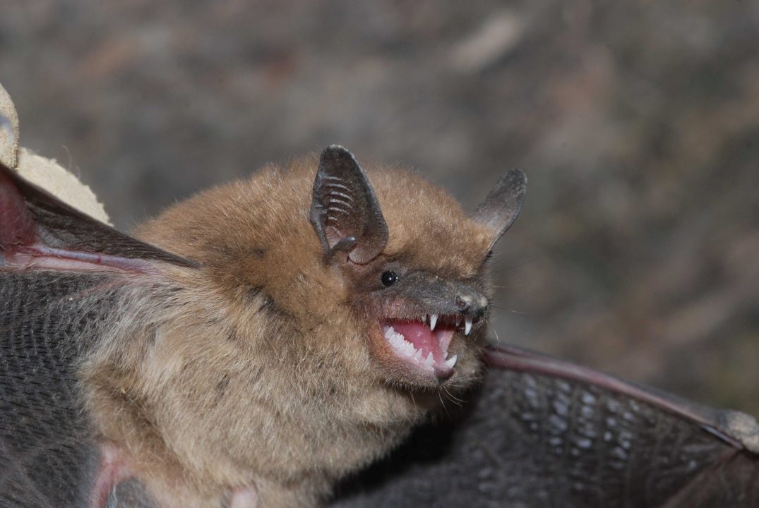 Pictures of Bat