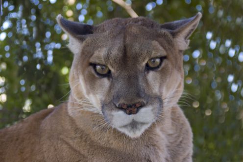Pictures of Cougar