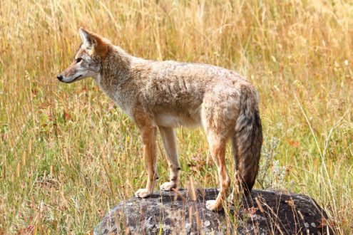 Pictures of Coyote