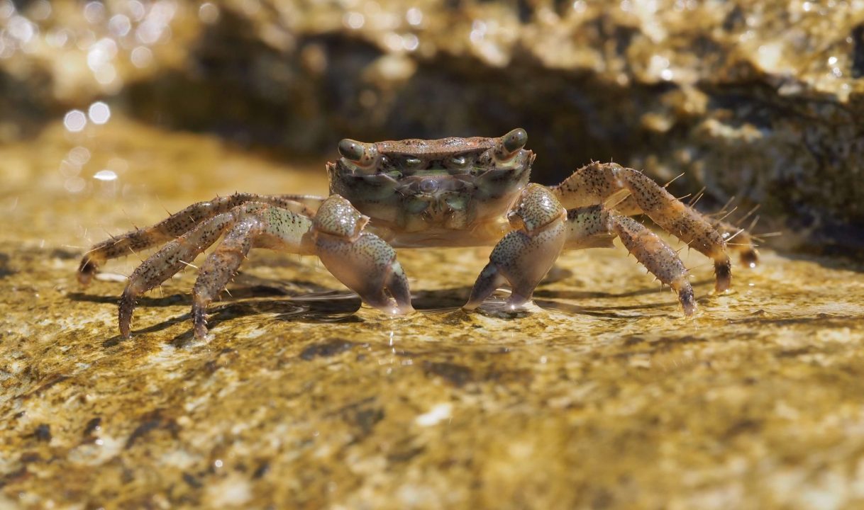 Pictures of Crab