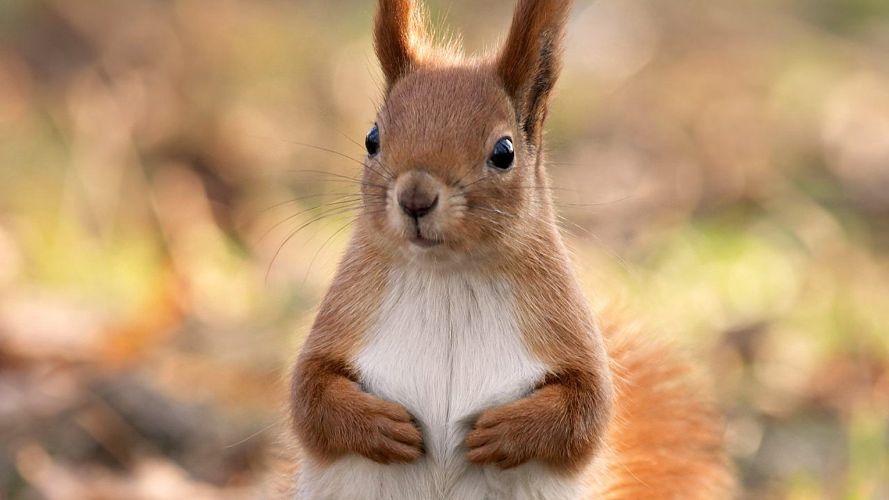 Pictures of Squirrel