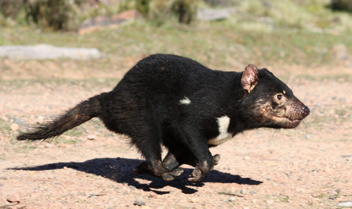 Pictures of Tasmanian Devil