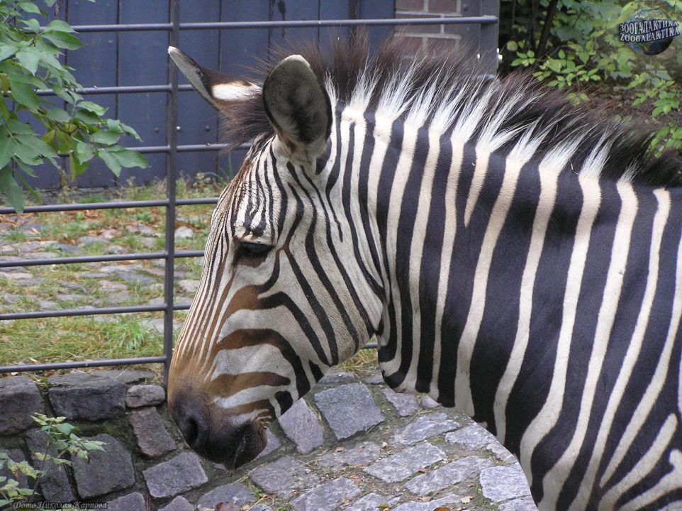 Pictures of Zebra