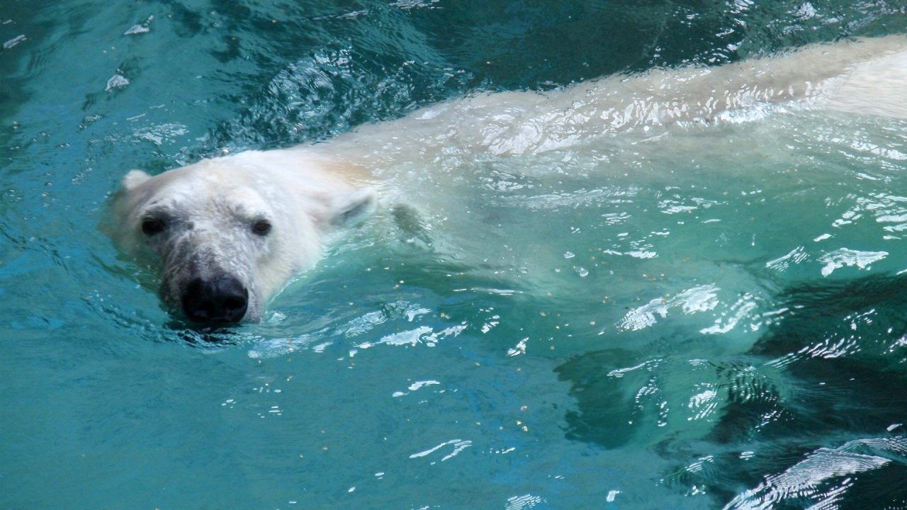 Polar Bear 10