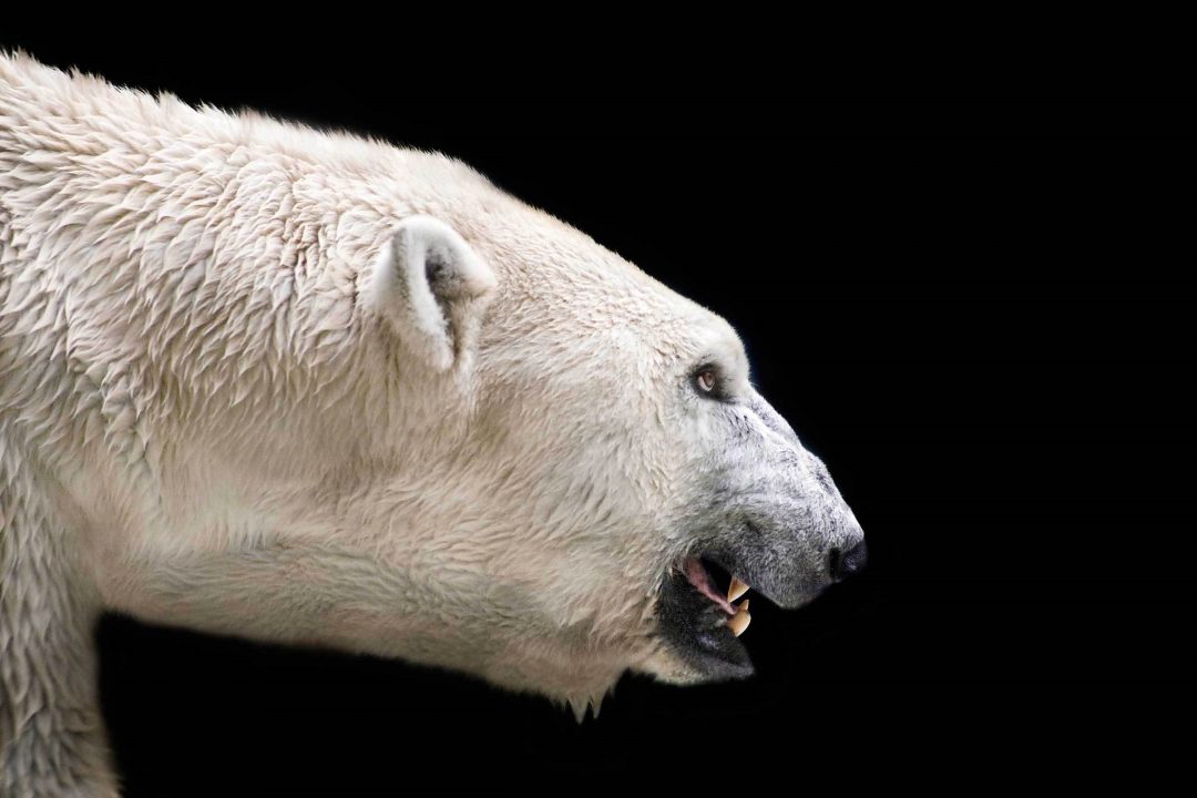 Polar Bear 4