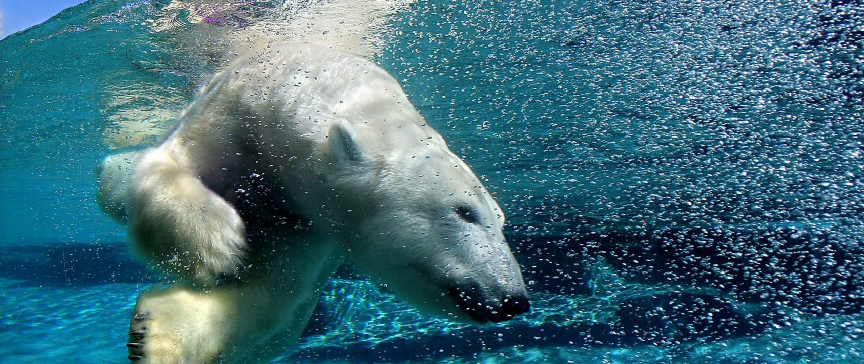 Polar Bear 5