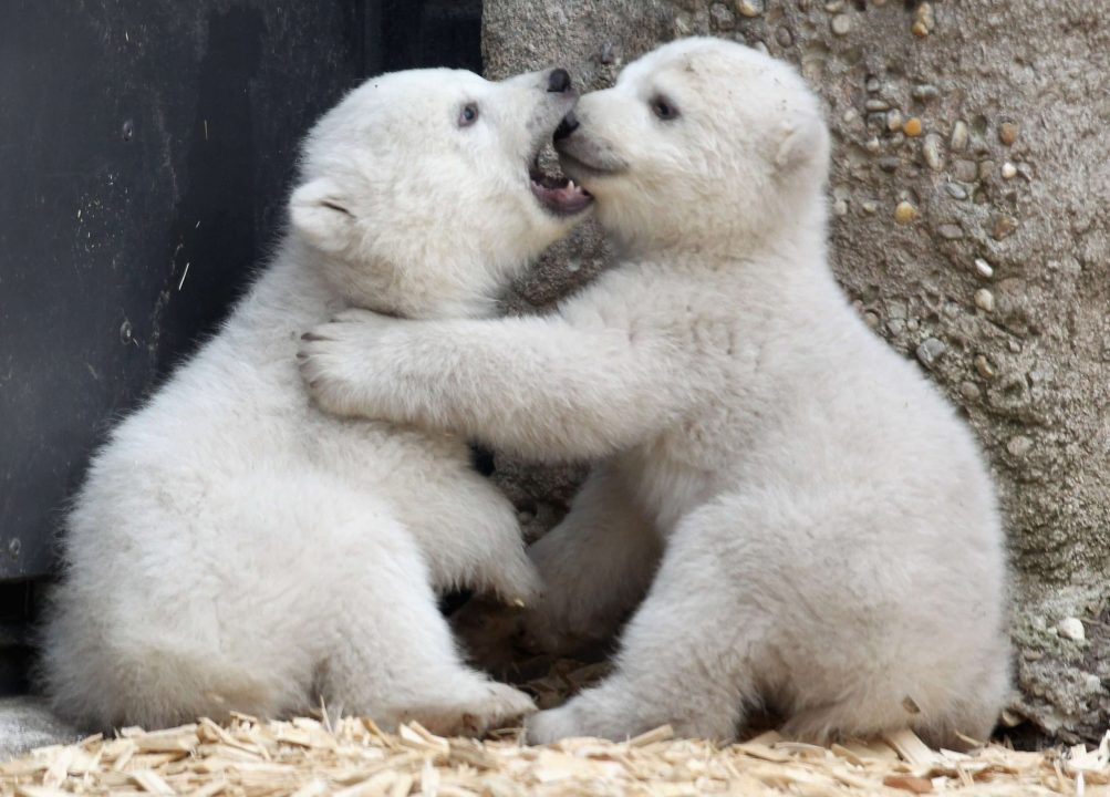 Polar Bear 7