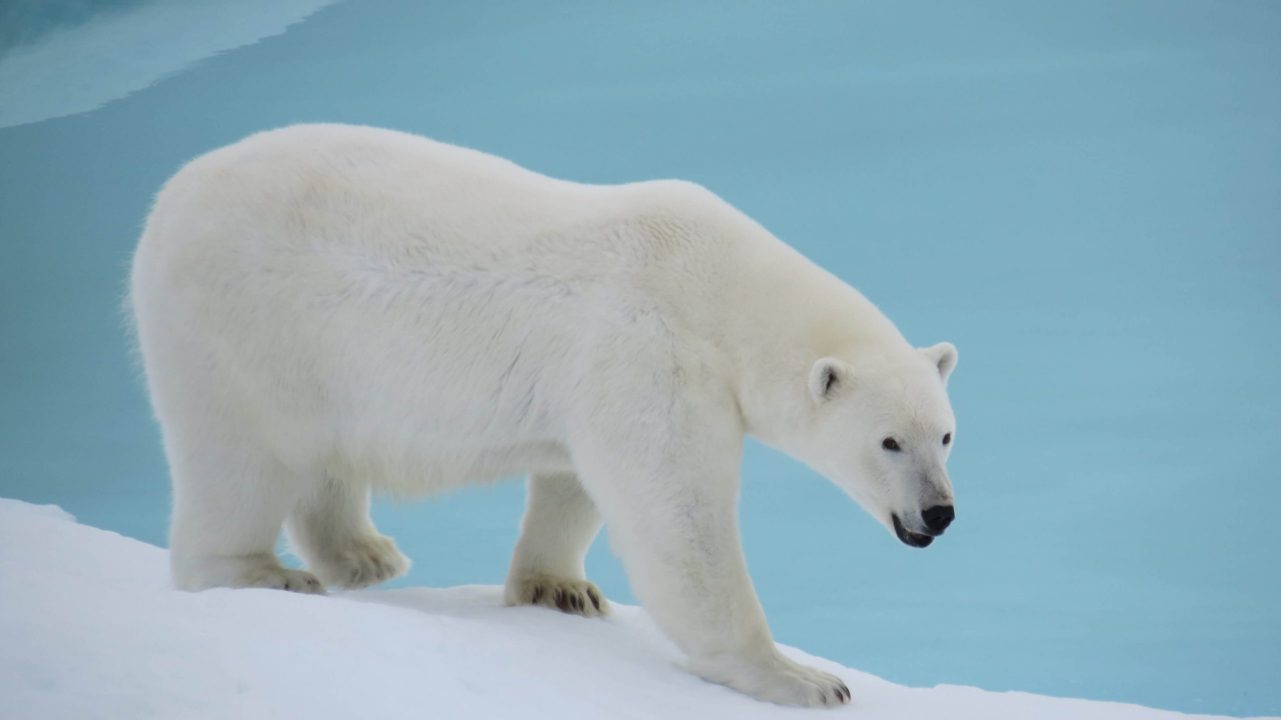 Polar Bear 8