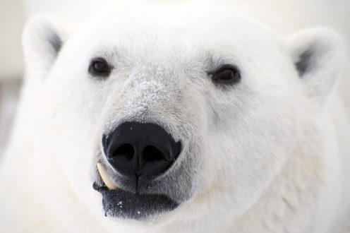 Polar Bear 9