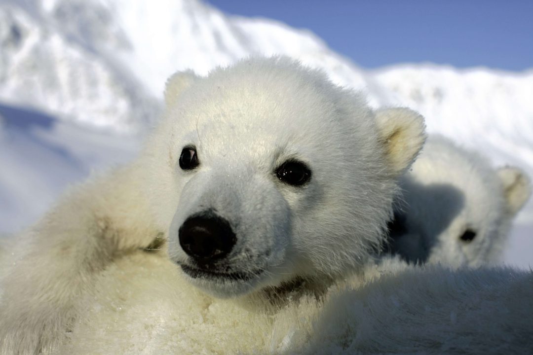 Polar Bear Background images