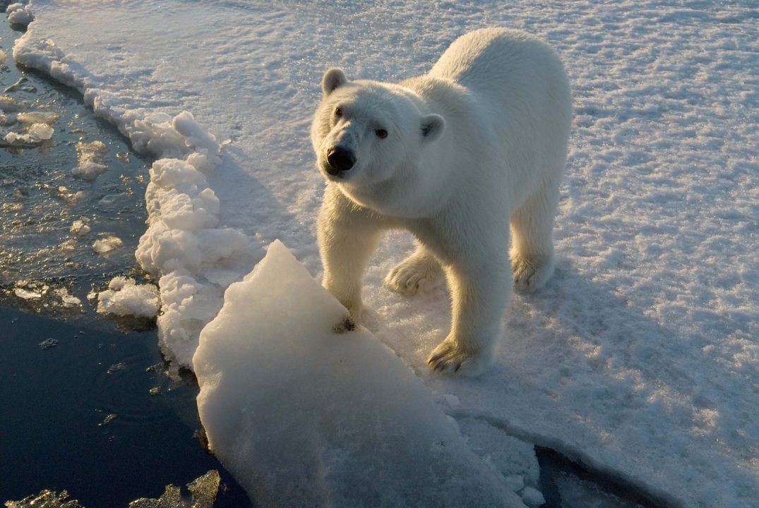 Polar Bear Desktop