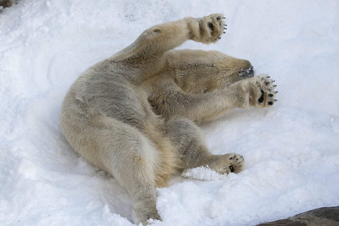 Polar Bear HD