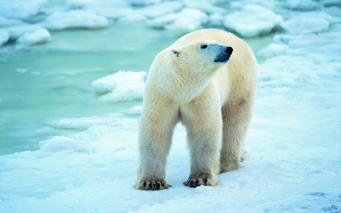 Polar Bear Photos