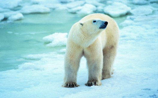 Polar Bear Photos