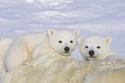 Polar Bear Pics