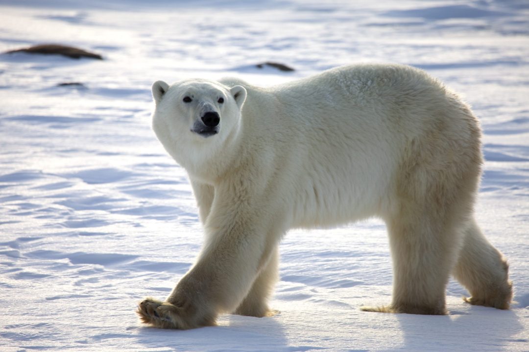 Polar Bear Pictures