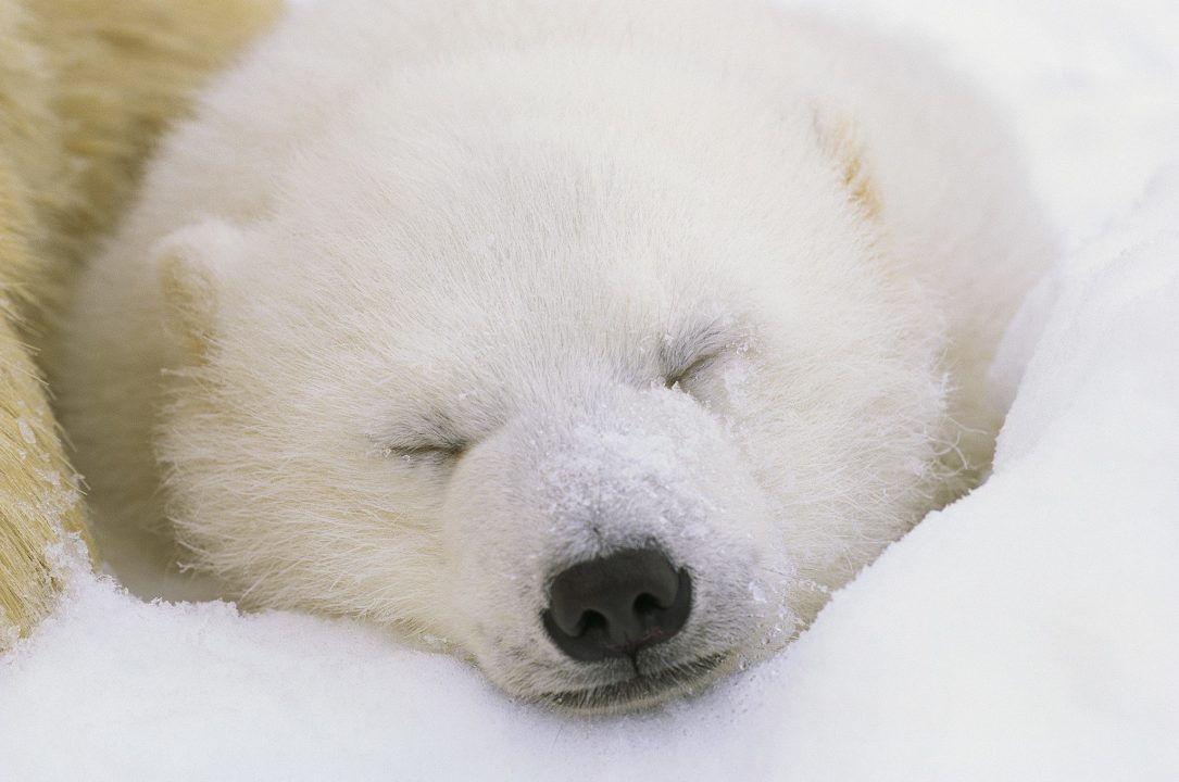 Polar Bear Wallpapers for Laptop