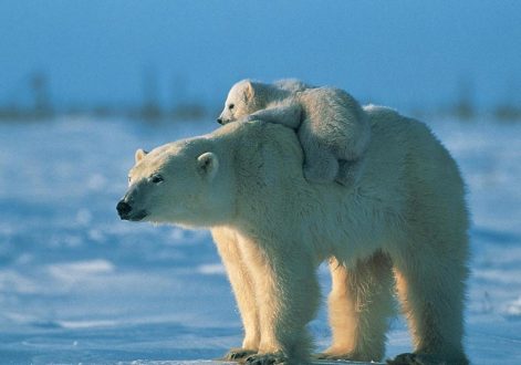 Polar Bear images