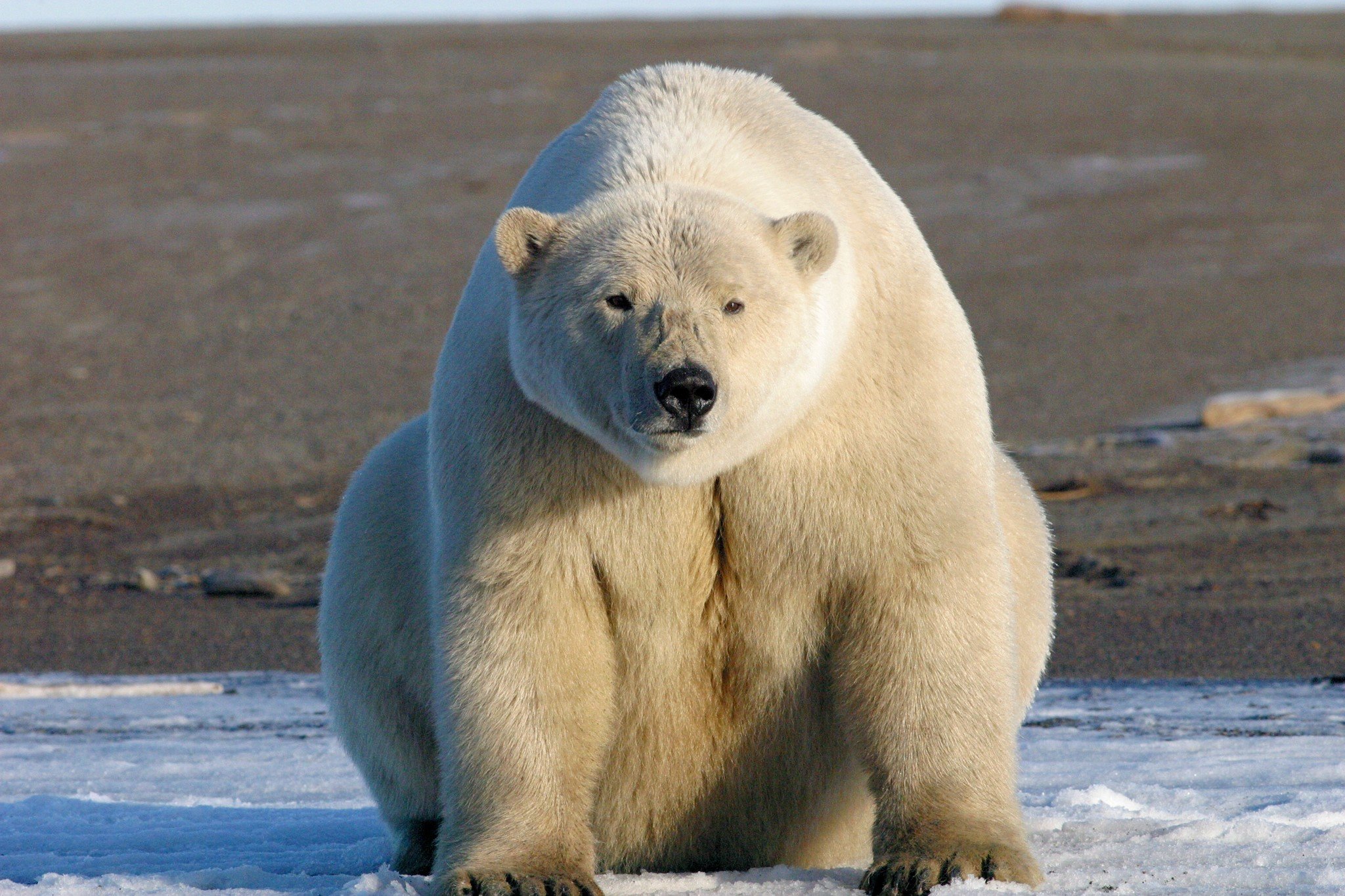 Polar Bear - Wallpics.Net