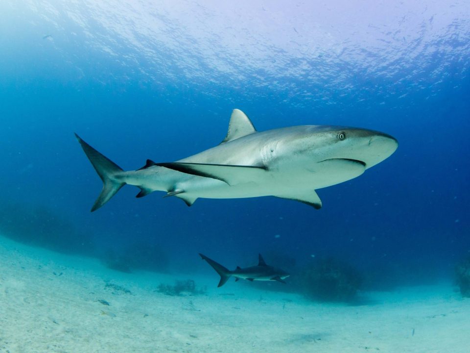 Shark 3