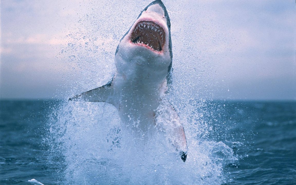Shark Background images