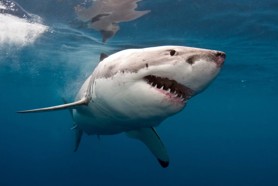 Shark High Definition Wallpapers