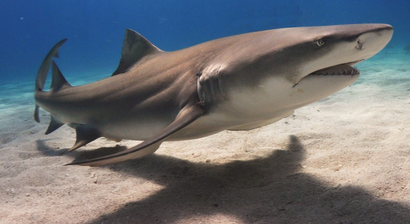 Shark Wallpapers 5