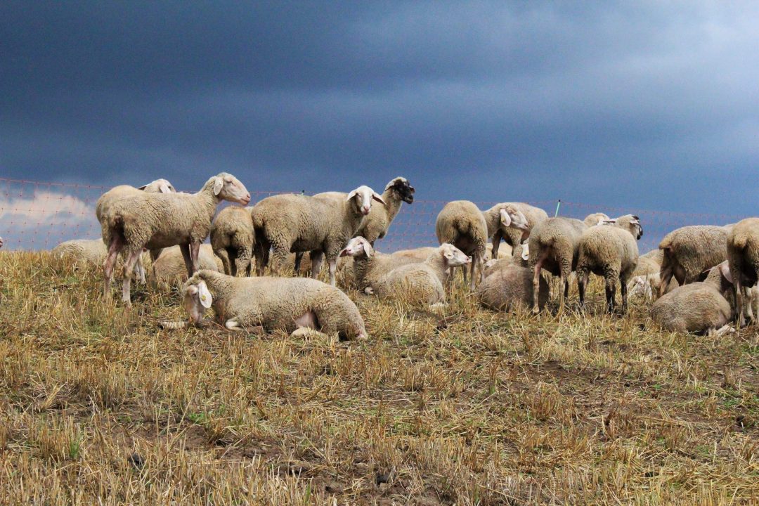 Sheep 8