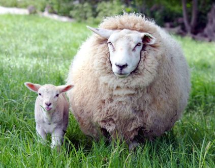 Sheep Background images